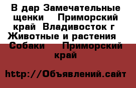 В дар!Замечательные щенки! - Приморский край, Владивосток г. Животные и растения » Собаки   . Приморский край